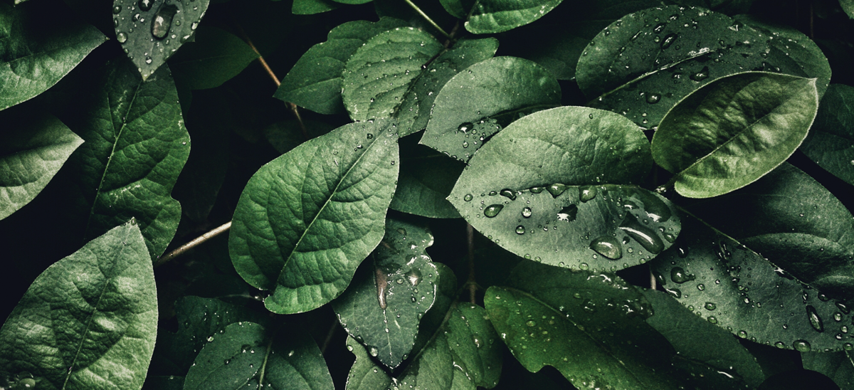 nature-leaves-water.png