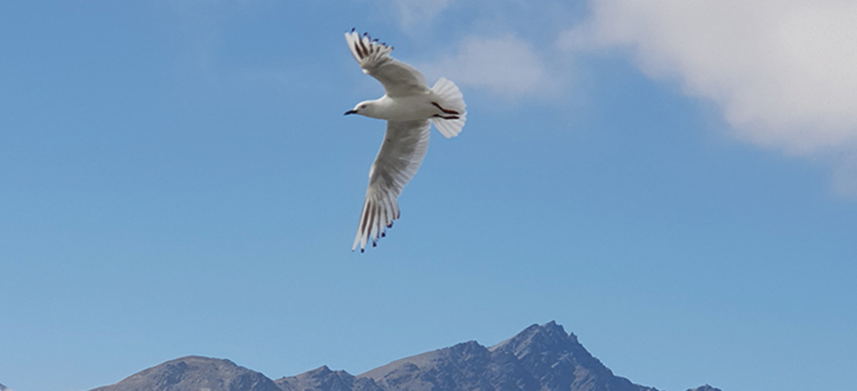 Black Billed Gulls 2019