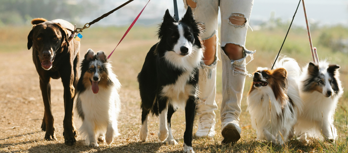 Dog Walk Banner