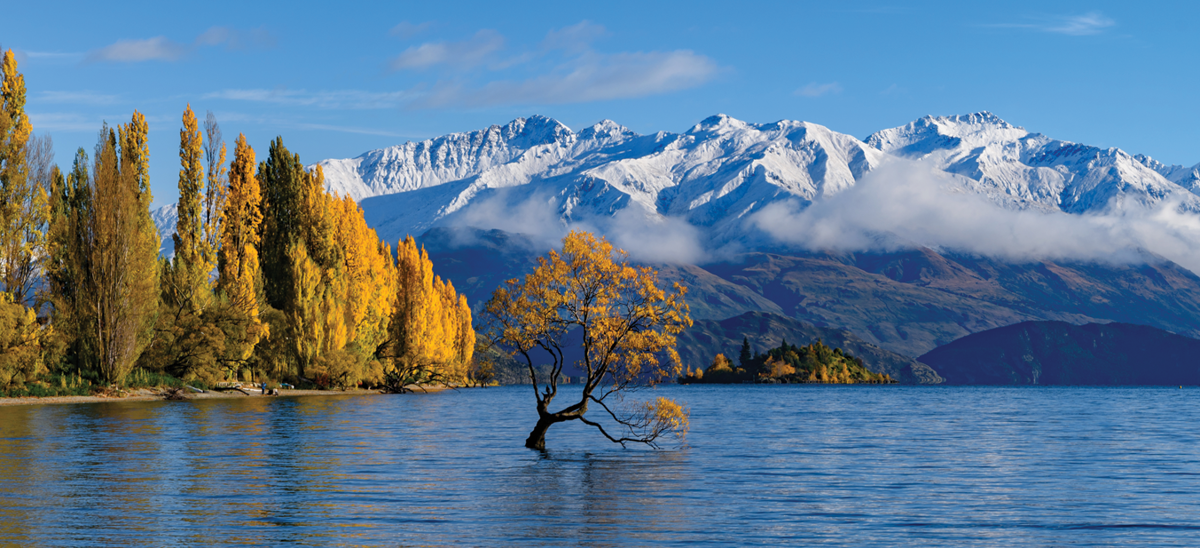 That Wanaka Tree Autumn