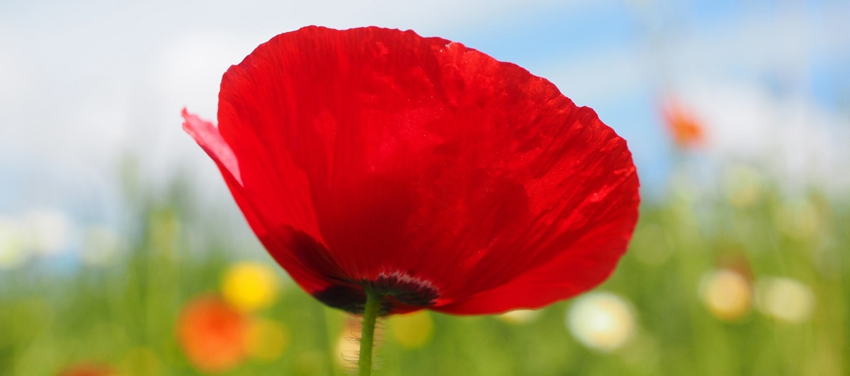 Anzac Poppy