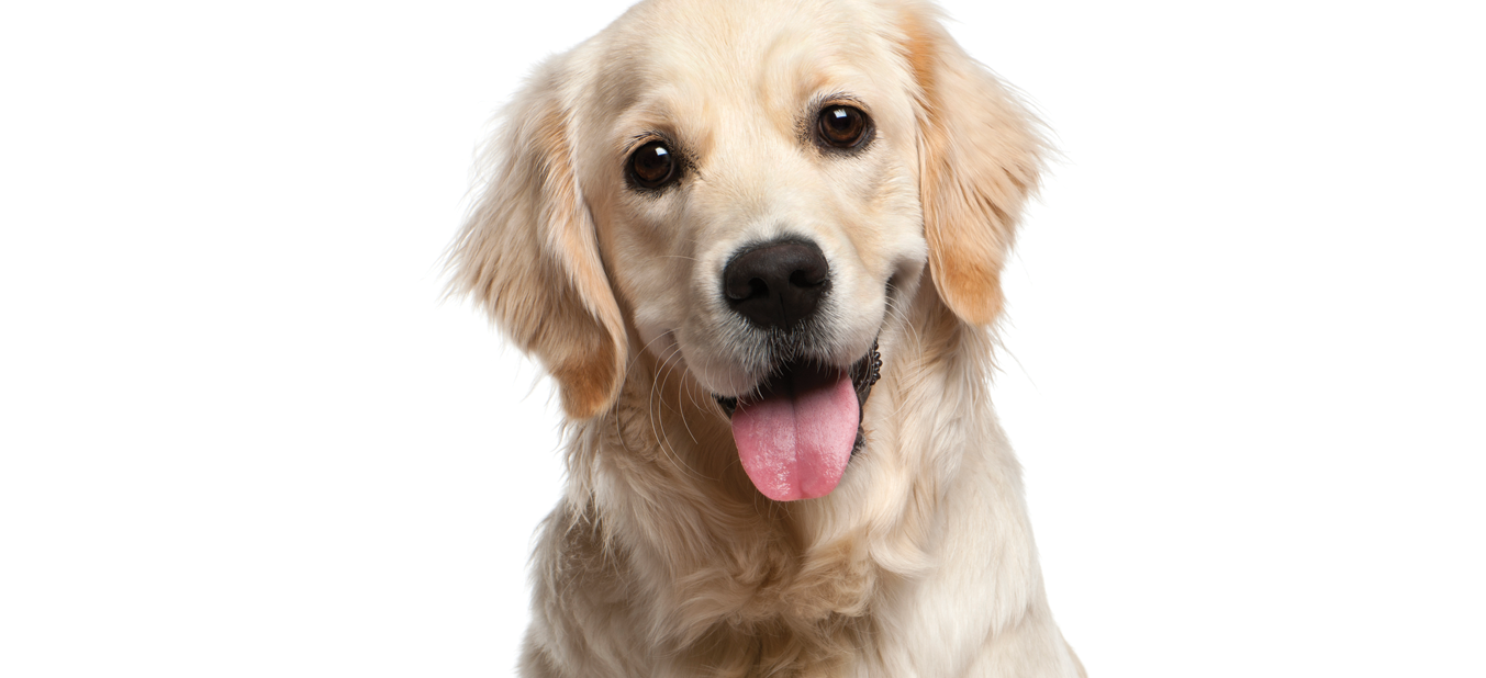 Dog Gazing At You