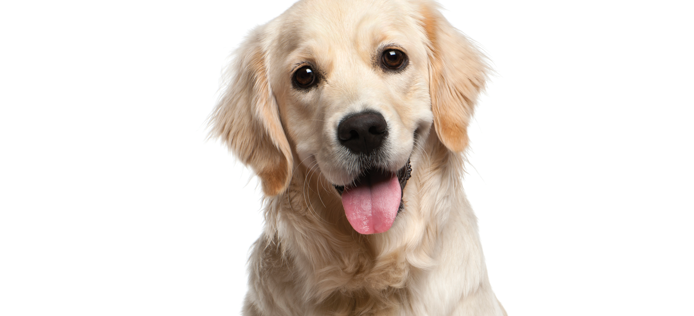 Dog Gazing At You