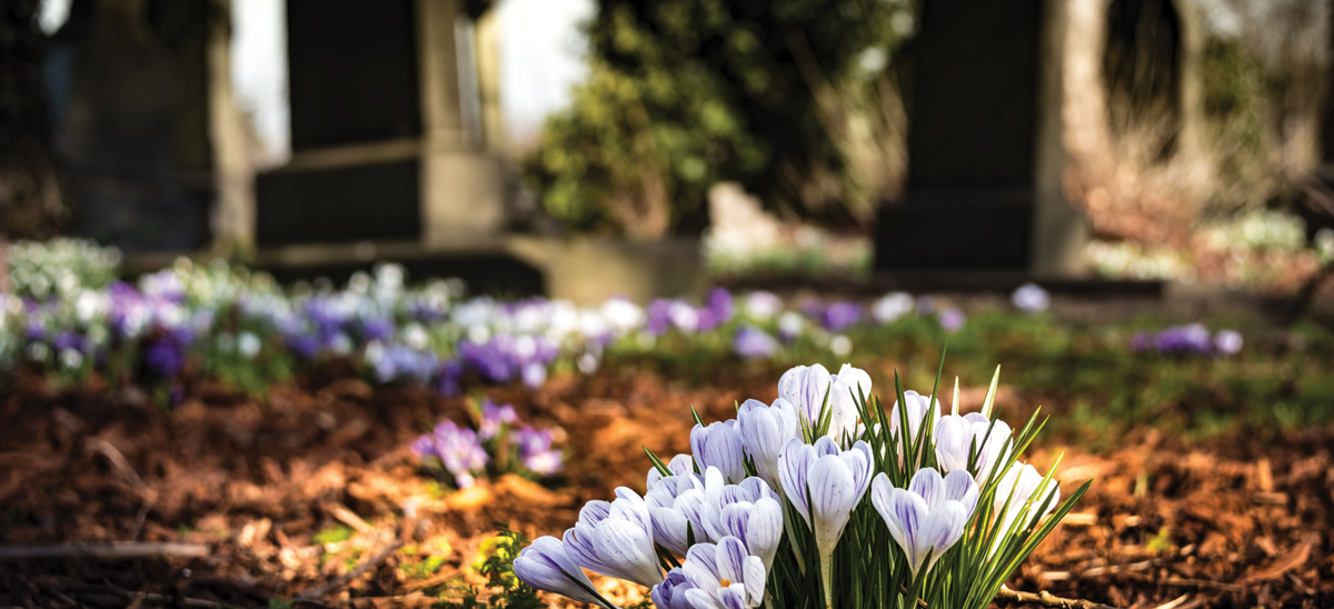Purple Flowers Cemetery