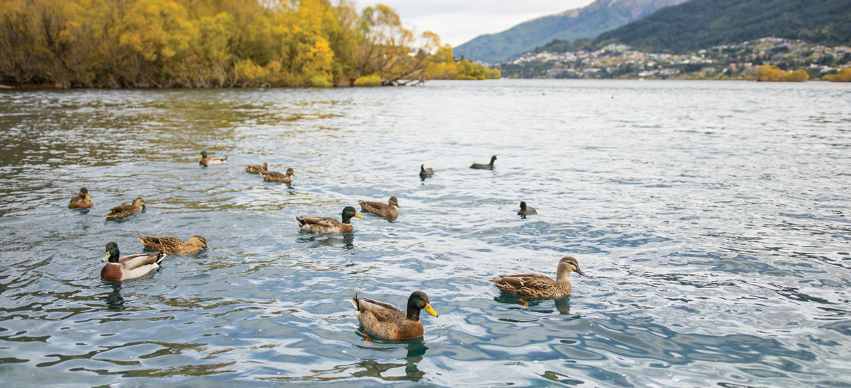 Lake Wakatipu Ducks