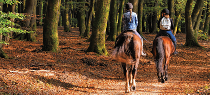 Recreation Web Image Horseriding