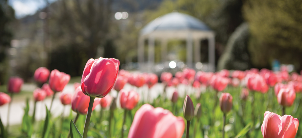 Queenstown Gardens Tulips