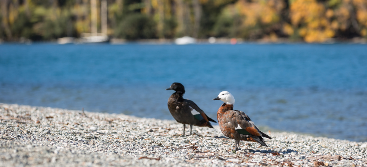 queenstown-bay-paradise-ducks.png